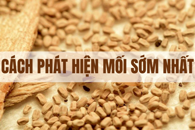 Cách phát hiện mối sớm nhất